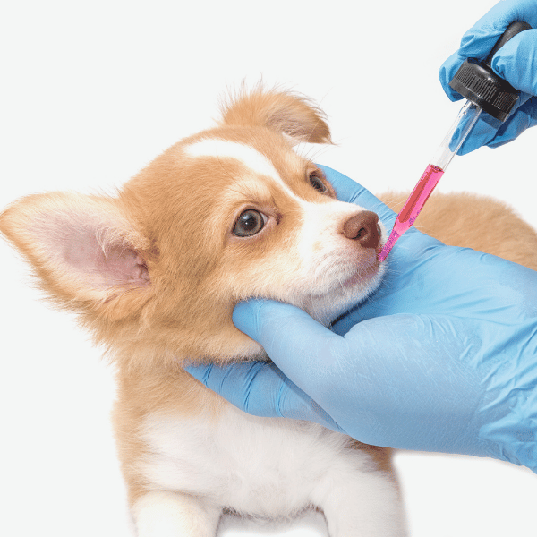 Ironstone Veterinary Clinic (1920 x 450 px) (700 x 500 px) (12)
