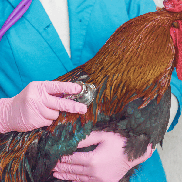 Ironstone Veterinary Clinic (1920 x 450 px) (700 x 500 px) (12)