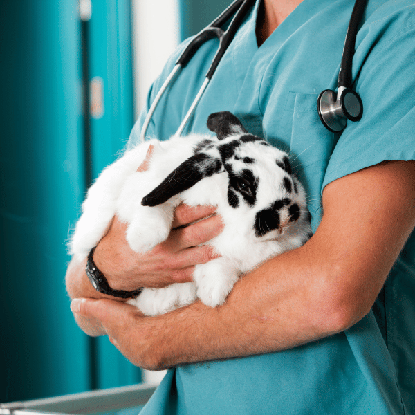 Ironstone Veterinary Clinic (1920 x 450 px) (700 x 500 px) (12)