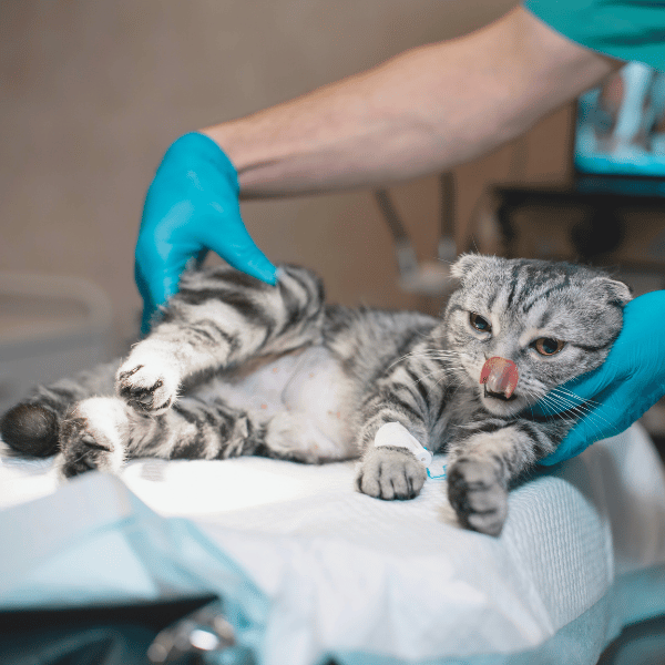 Ironstone Veterinary Clinic (1920 x 450 px) (700 x 500 px) (17)