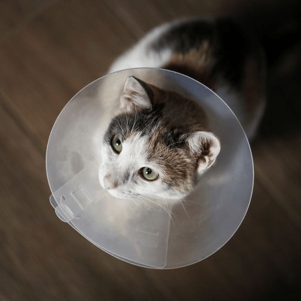 Ironstone Veterinary Clinic (15)