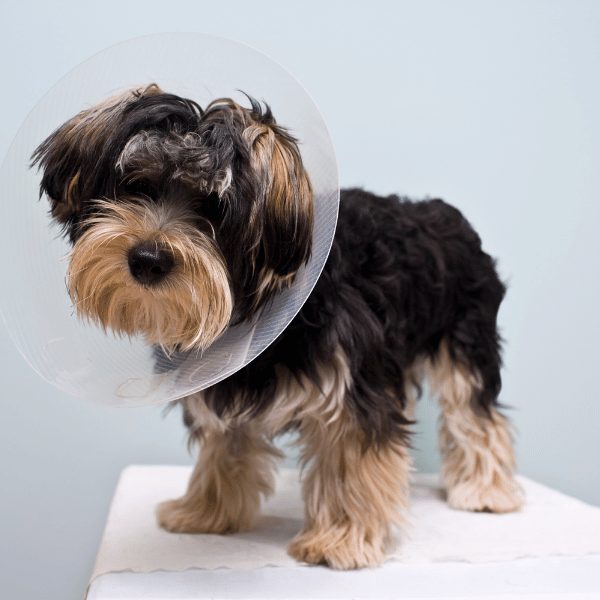 Ironstone Veterinary Clinic (15)