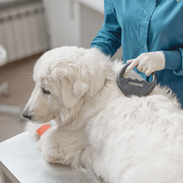 Ironstone Veterinary Clinic (22)