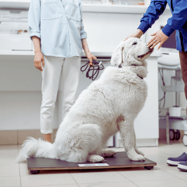 Ironstone Veterinary Clinic (1920 x 450 px) (700 x 500 px)